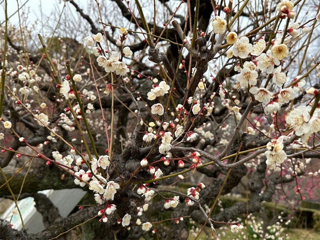f:id:aladin_a4:20230223160211j:image