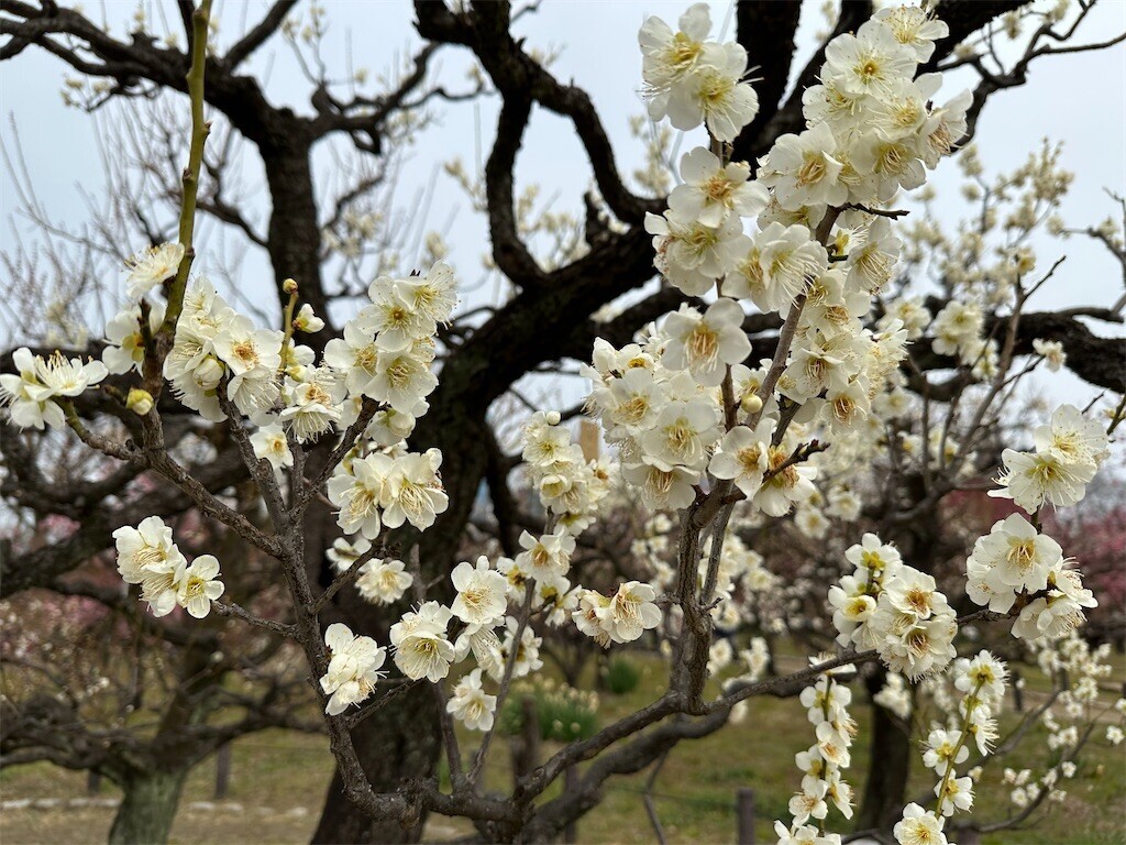 f:id:aladin_a4:20230223160214j:image