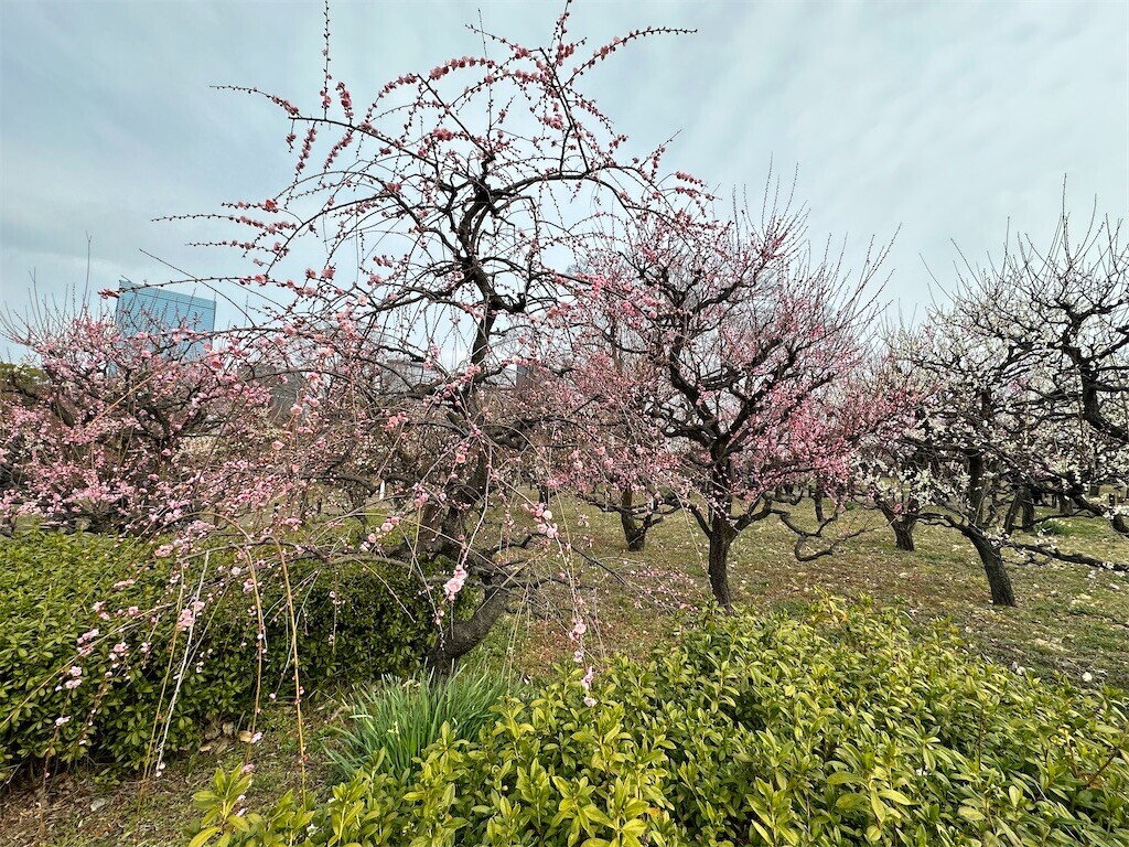 f:id:aladin_a4:20230223160240j:image