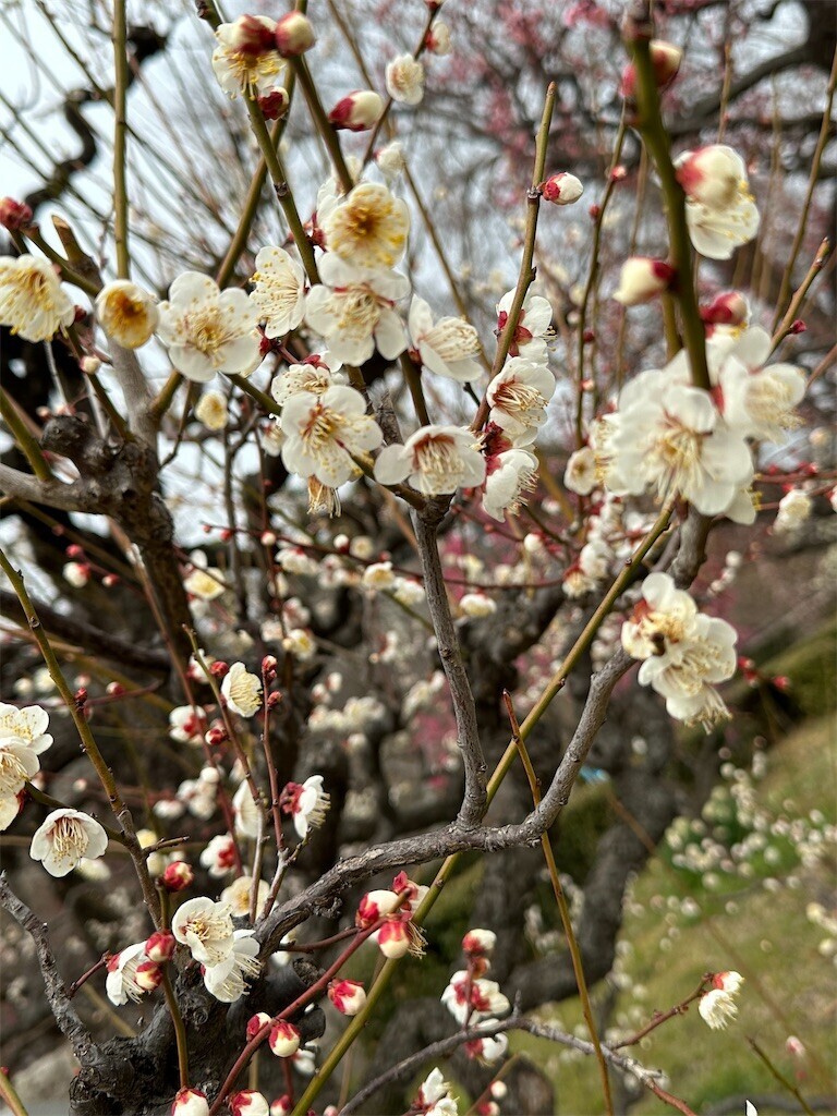f:id:aladin_a4:20230223160243j:image