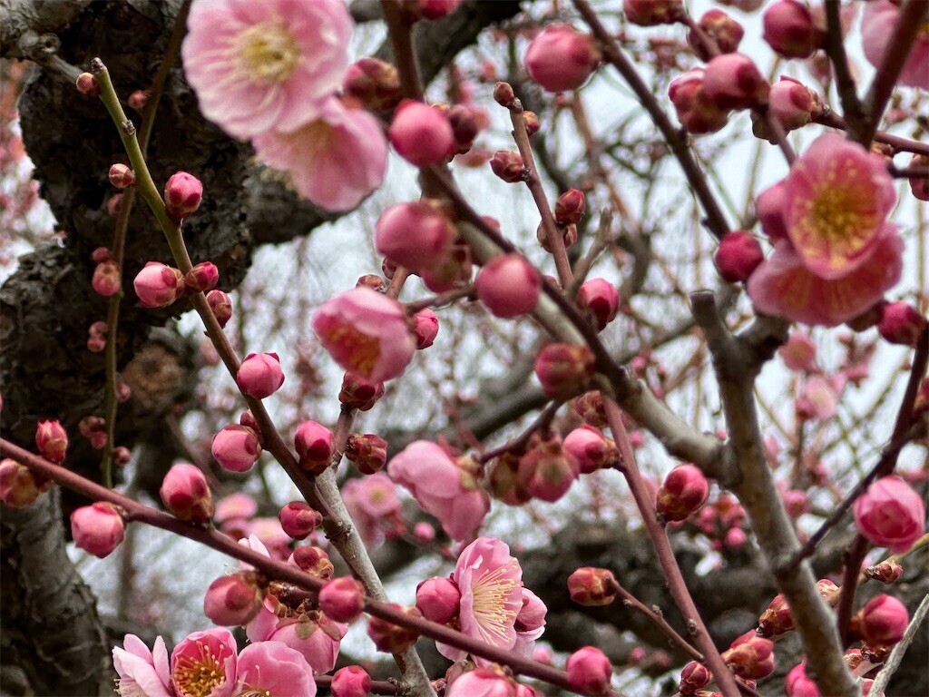 f:id:aladin_a4:20230223160318j:image