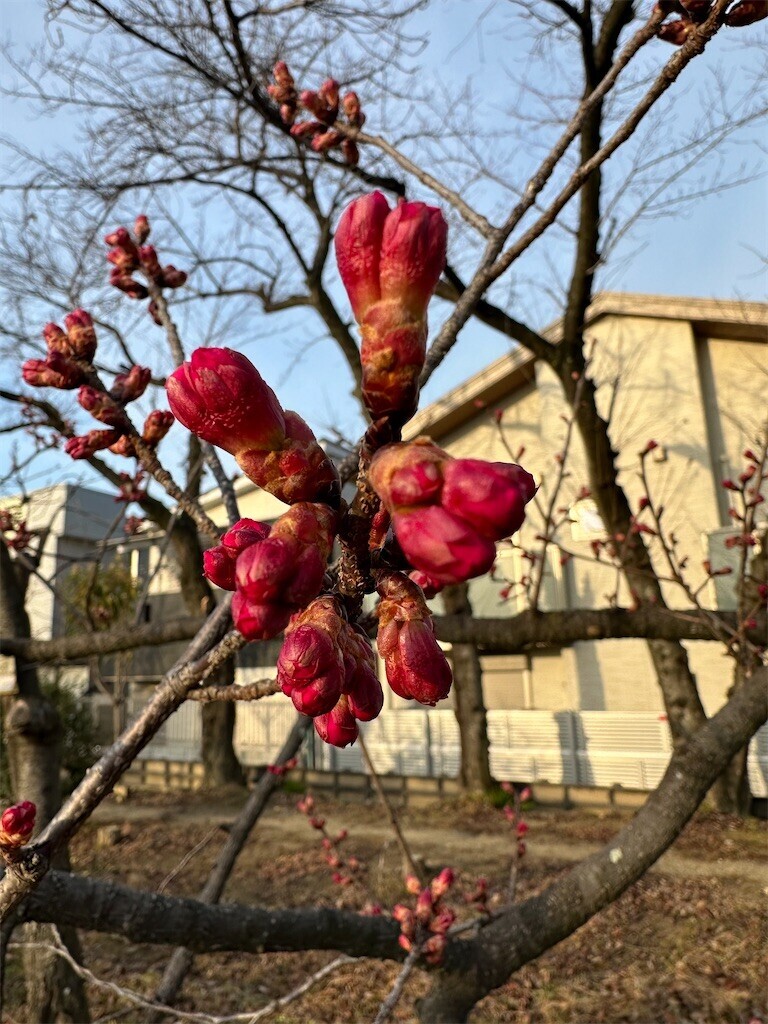 f:id:aladin_a4:20230305152432j:image