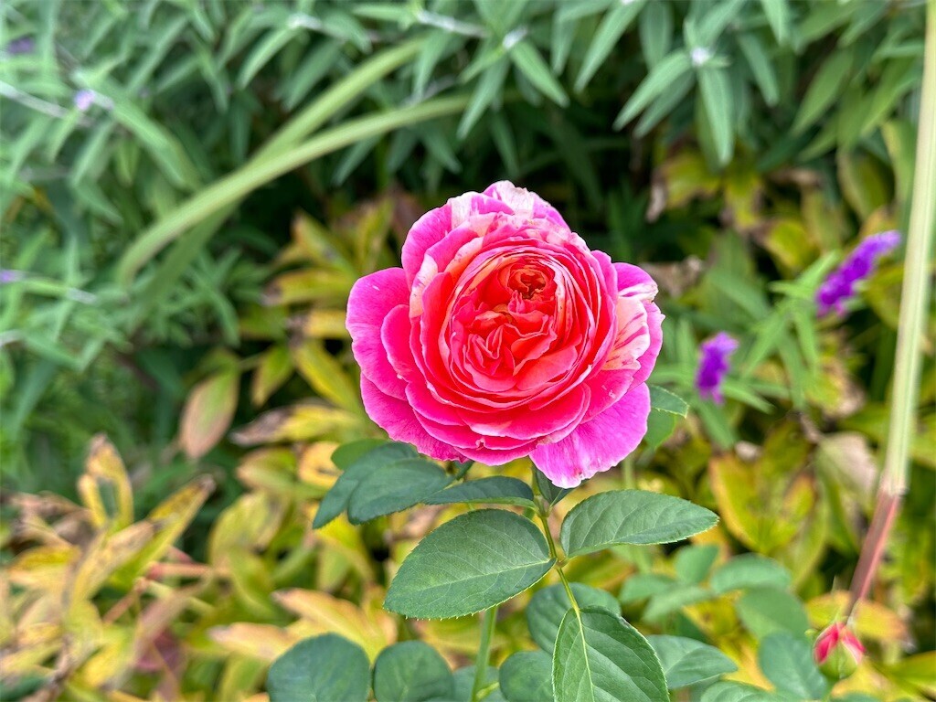 f:id:aladin_a4:20231022230253j:image