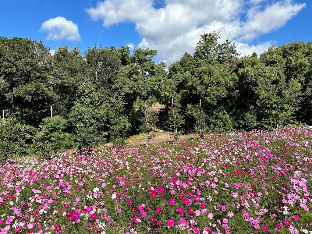 f:id:aladin_a4:20231022230256j:image