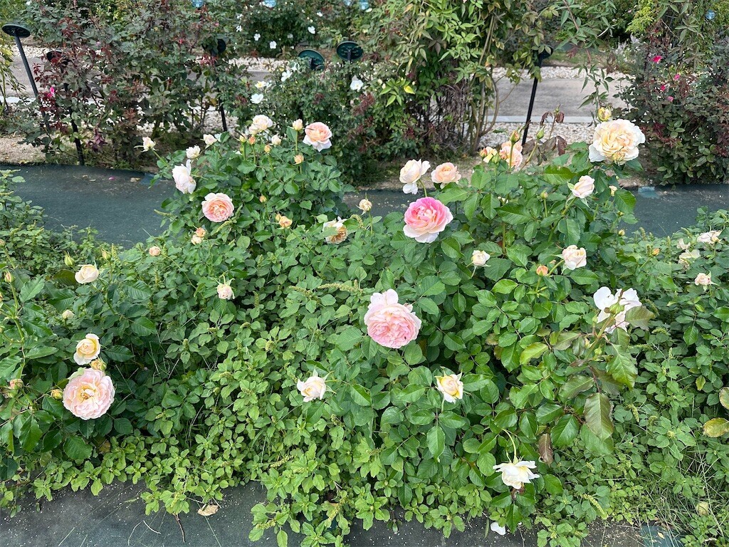 f:id:aladin_a4:20231022230326j:image