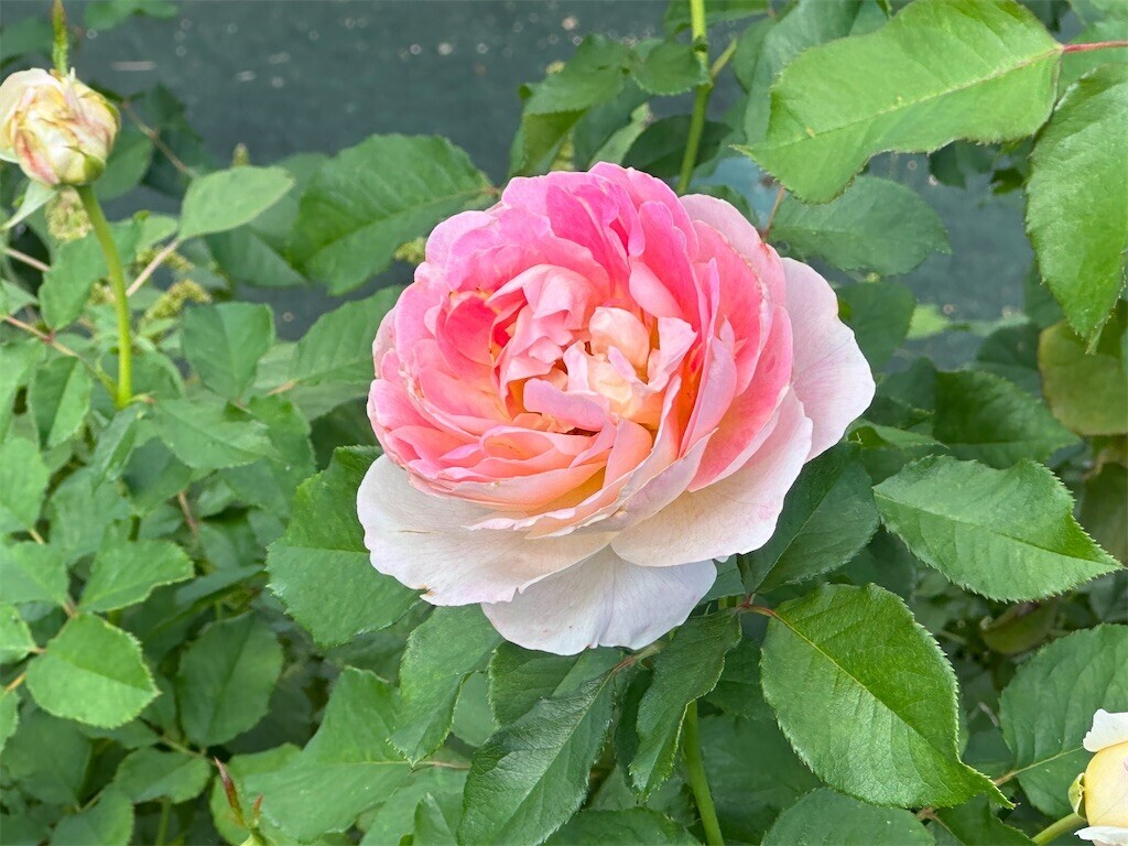 f:id:aladin_a4:20231022230426j:image