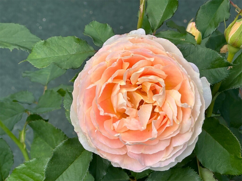 f:id:aladin_a4:20231022230435j:image