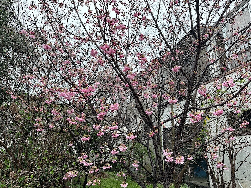 f:id:aladin_a4:20240317171827j:image