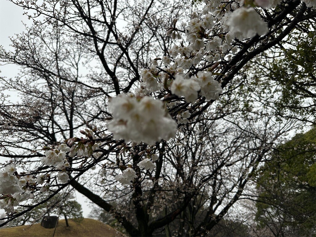 f:id:aladin_a4:20240317171902j:image
