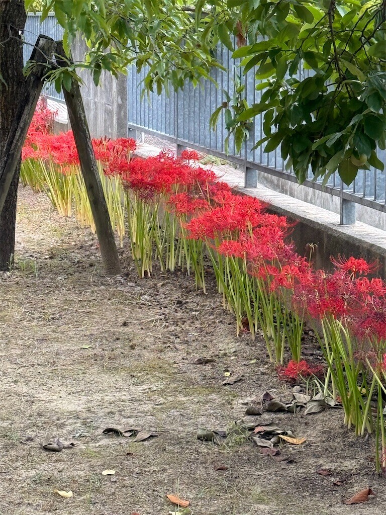 f:id:aladin_a4:20251004071524j:image