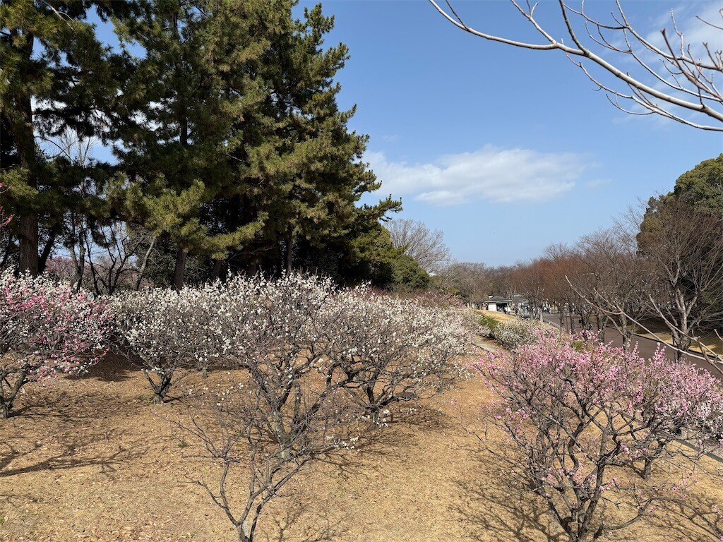 f:id:aladin_a4:20260223120319j:image