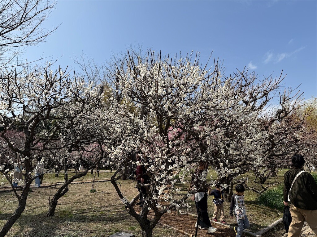 f:id:aladin_a4:20260223120338j:image