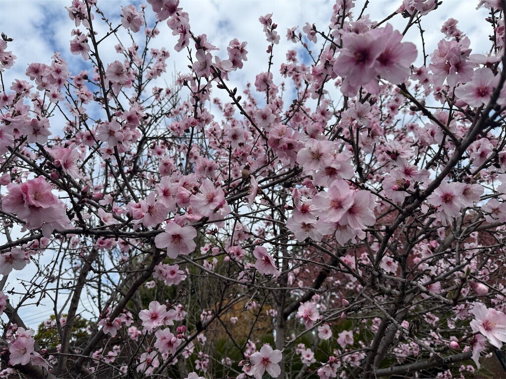 f:id:aladin_a4:20260324063815j:image