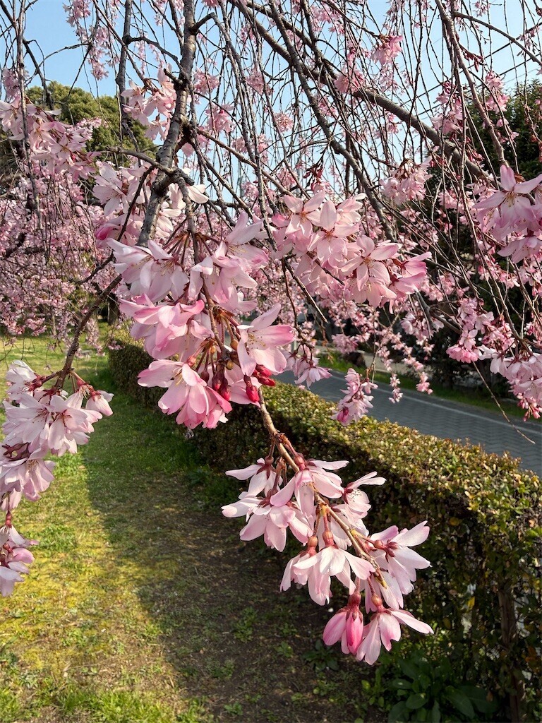 f:id:aladin_a4:20260329161245j:image