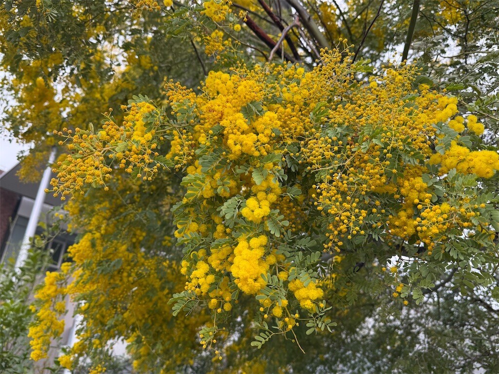 f:id:aladin_a4:20260401153533j:image