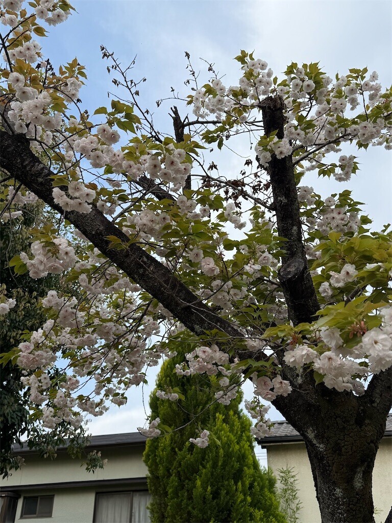 f:id:aladin_a4:20260412192510j:image