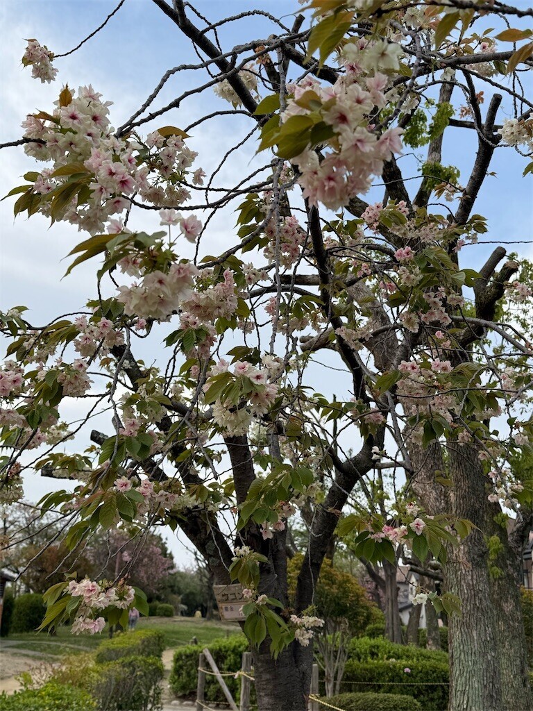 f:id:aladin_a4:20260412192513j:image