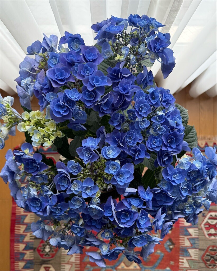 f:id:aladin_a4:20260429175409j:image