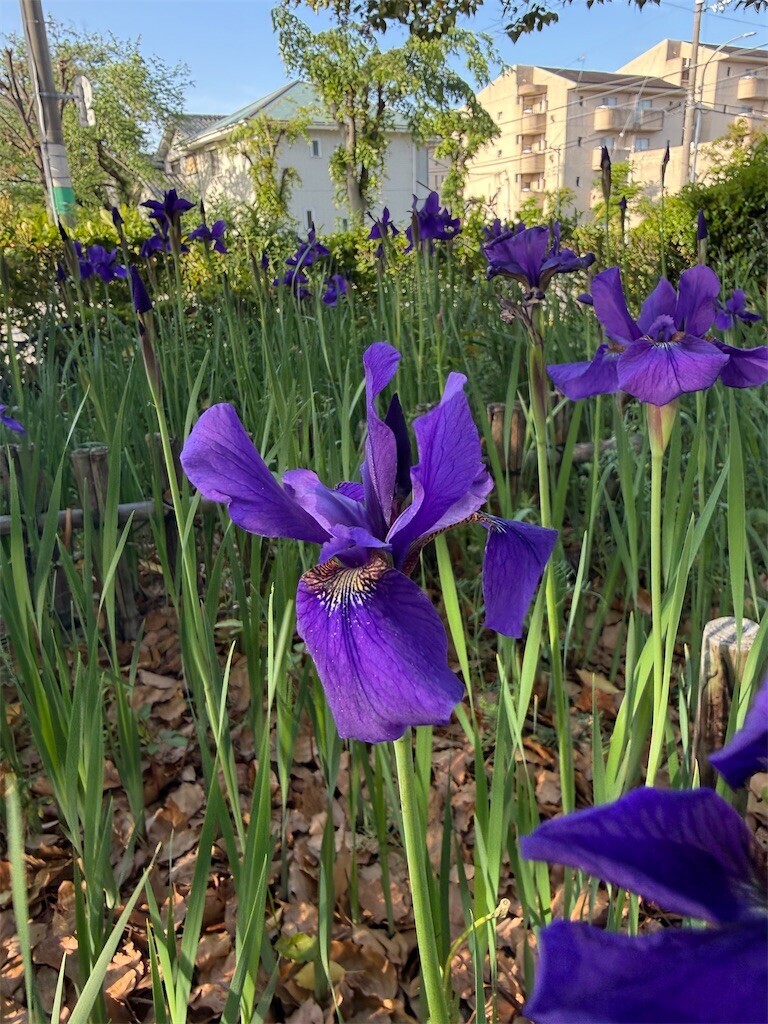 f:id:aladin_a4:20260429175433j:image