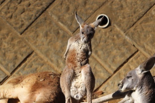 Zoo kangaru