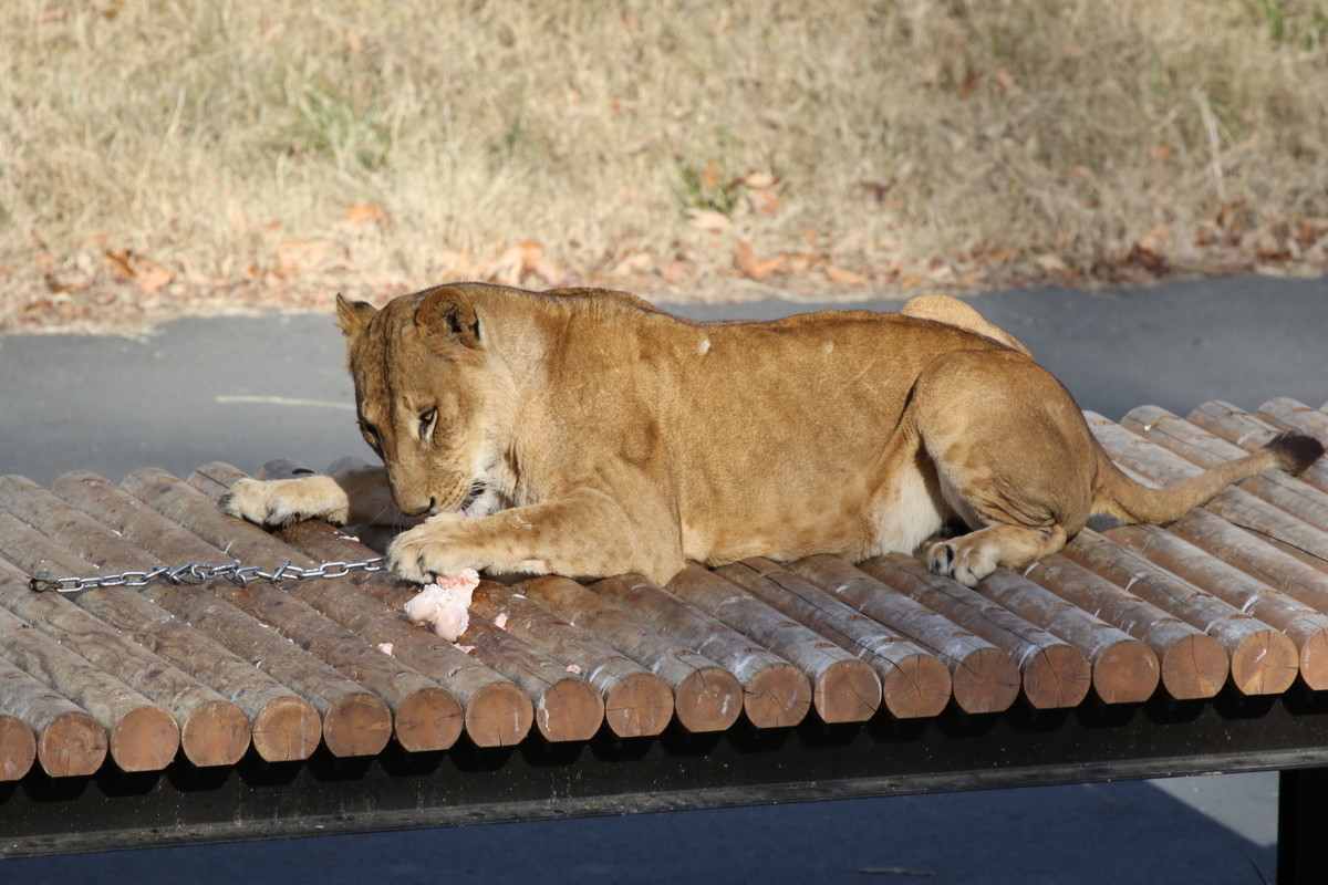 f:id:albatrus:20211223100736j:plain