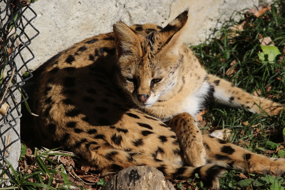 f:id:albatrus:20211223101456j:plain