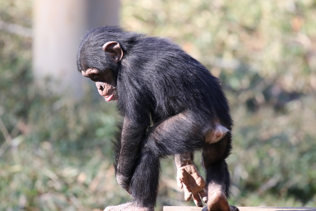 f:id:albatrus:20211223103745j:plain