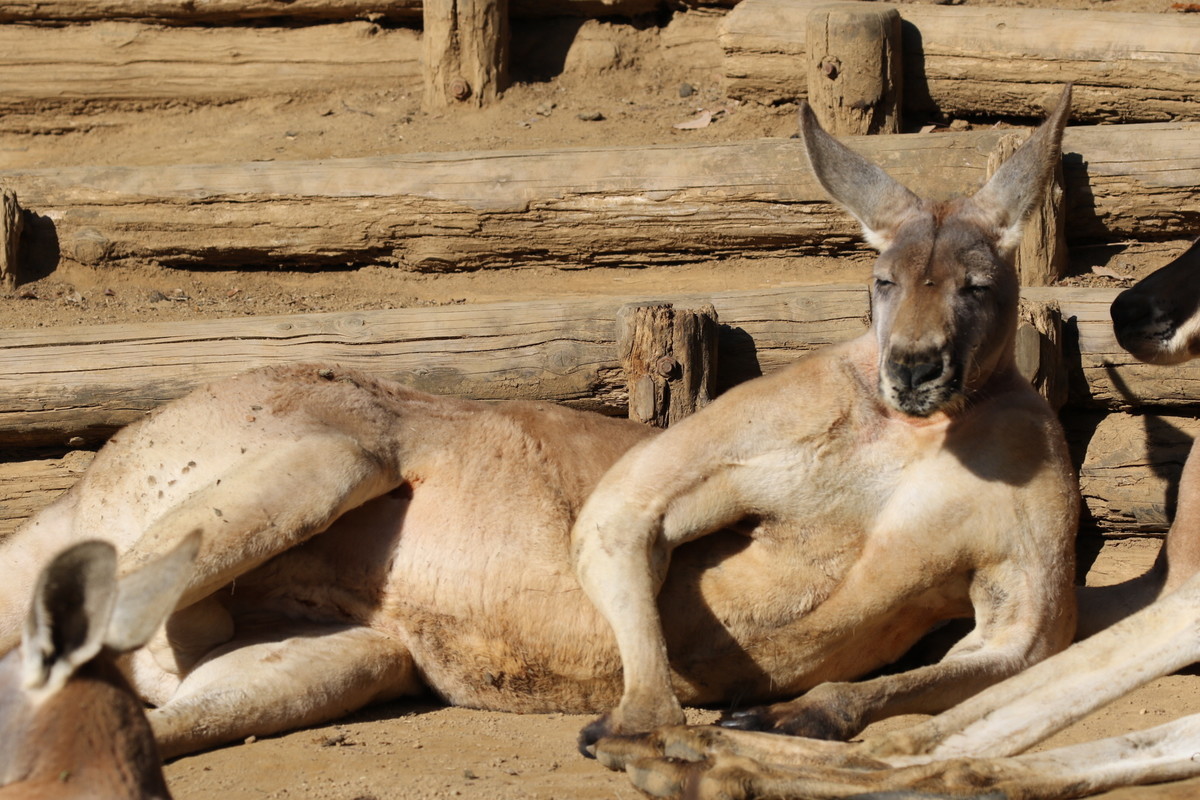 f:id:albatrus:20211223110022j:plain