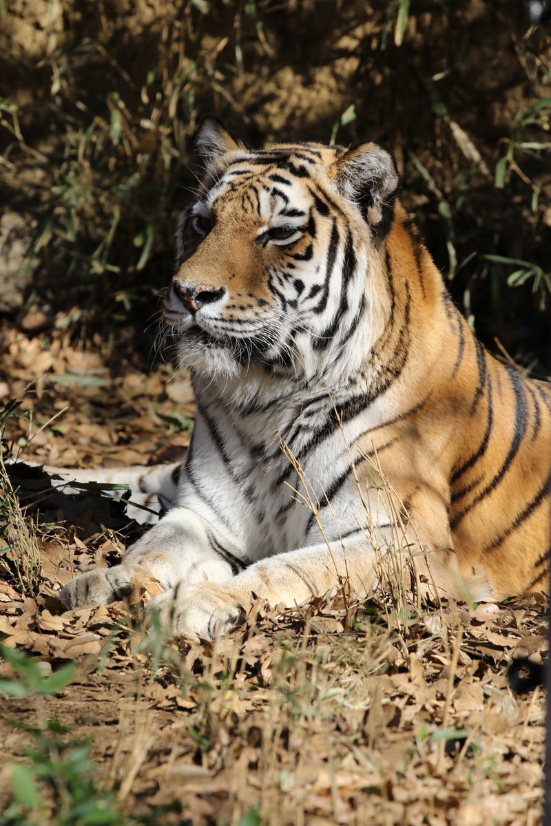 f:id:albatrus:20211223112147j:plain