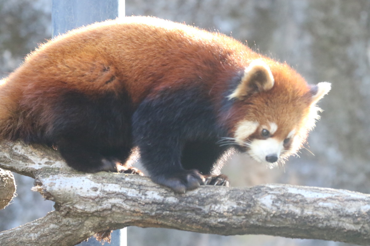 f:id:albatrus:20211223113414j:plain