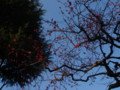 29.2.2008　上野動物園　梅