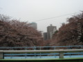 1.4.2009　神田川　桜　02