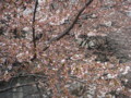 1.4.2009　神田川　桜