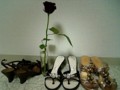 Rose and Shoes