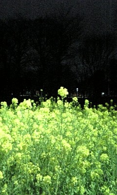 菜の花 01