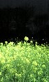 菜の花 01