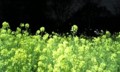 菜の花 02