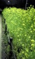 菜の花 03