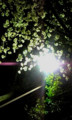 夜桜 01