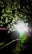 夜桜 01