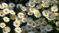 20090412235308