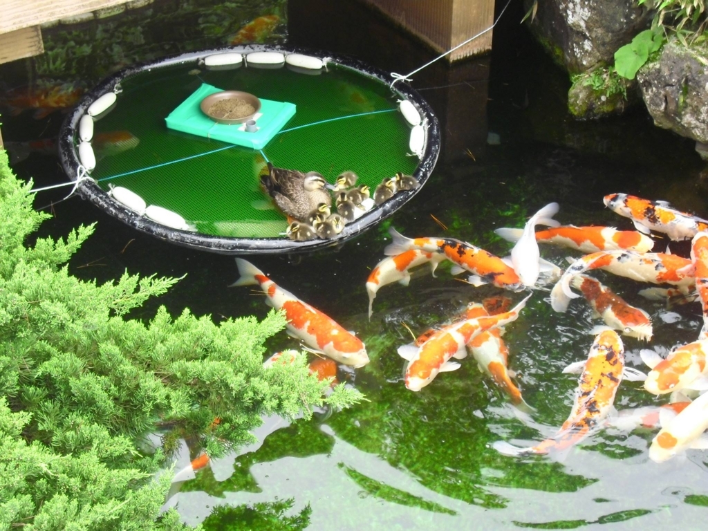 新潟県 絶景の棚田からマンガまで 幅広い魅力を持った新潟を英語でご紹介 English Journal Online