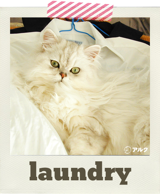 ネコがいる生活 洗濯 掃除に関する英語表現 English Journal Online