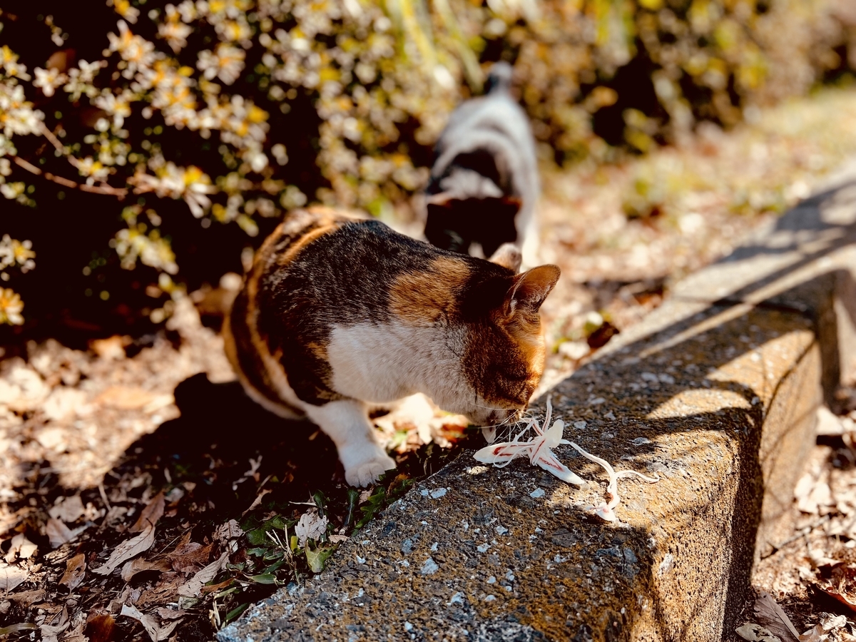 f:id:alcoholicman:20220314055309j:plain