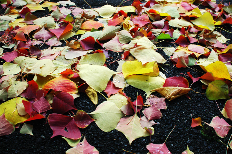 20091031131410