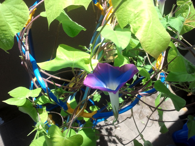 f:id:alegruntokai:20170823111710j:plain f:id:alegruntokai:20170823111710j:plain