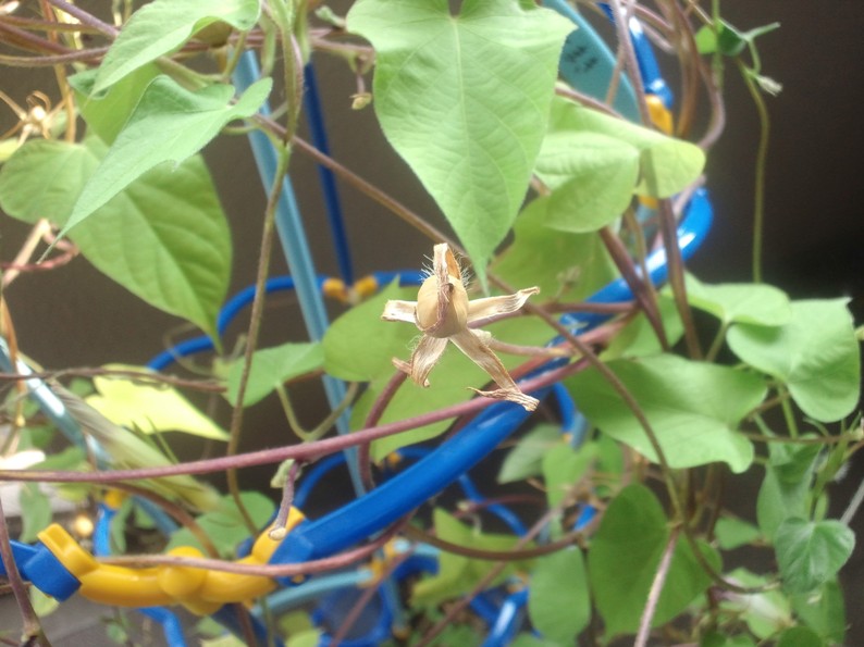 f:id:alegruntokai:20170823114726j:plain f:id:alegruntokai:20170823114726j:plain