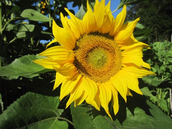 f:id:alexander-kumi:20140718165147j:image