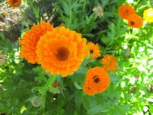 f:id:alexander-kumi:20140718165409j:image