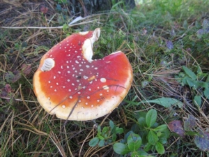 f:id:alexander-kumi:20140902093243j:image